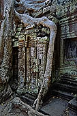 Ta Prohm temple - silk-cotton trees rising over the ruins 